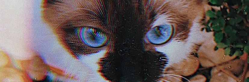 carolbebum's profile banner image