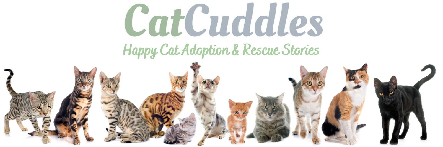 CatCuddles banner