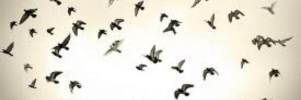 daniellejonas Profile Banner