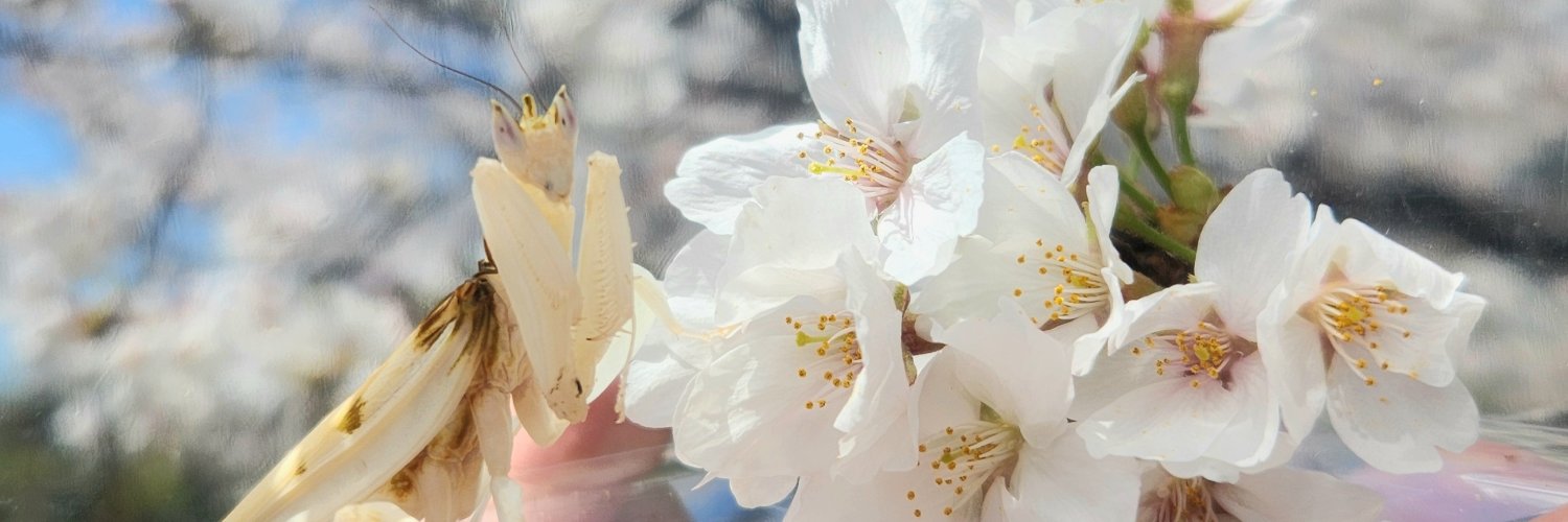 虫好きモロ【カマキリ愛好家】's banner