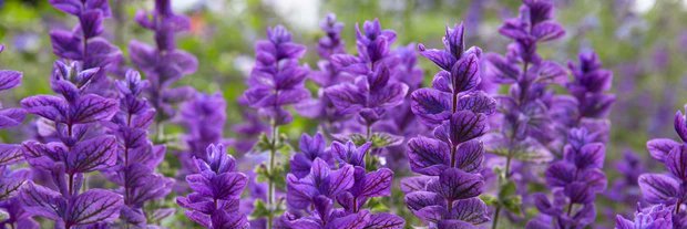 💜Selkra💜 banner