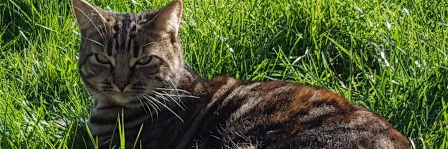 seshughes's profile banner image