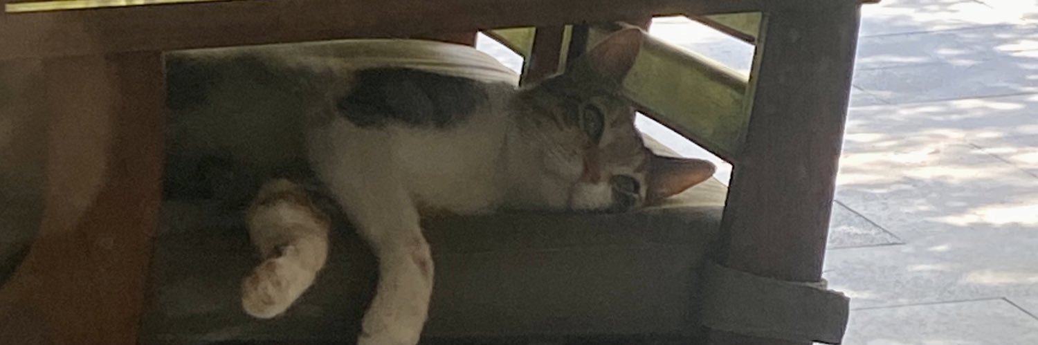renatadelrior's profile banner image