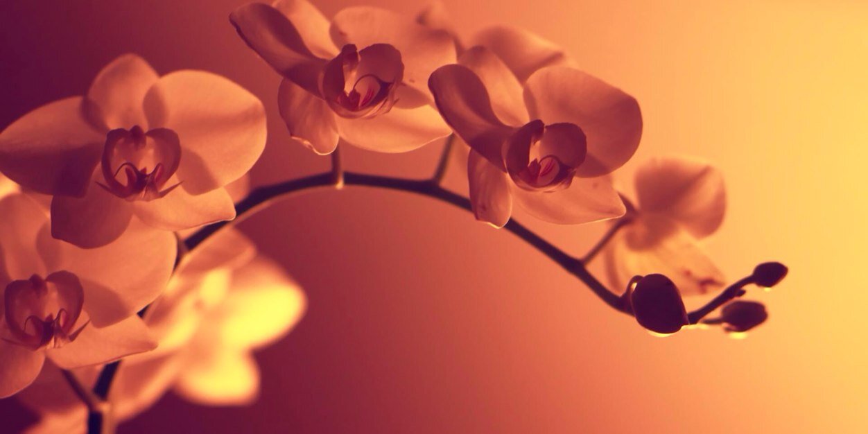 oh_hey_freckles's profile banner image