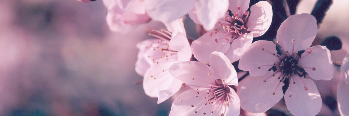 kozue. banner