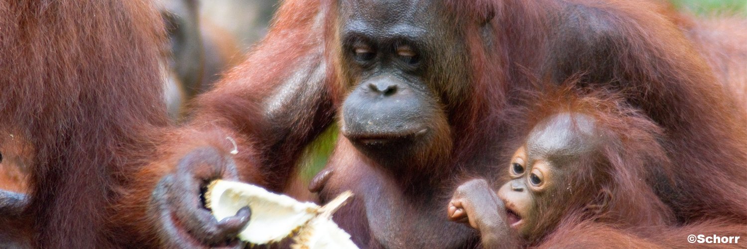 Orang-Utans In Not's banner