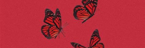 litisconsorte's profile banner image