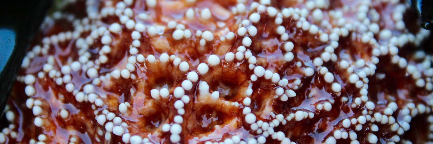 Frankie Gerraty banner