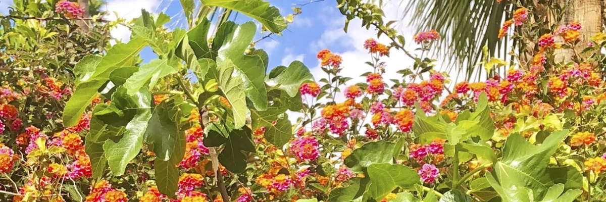 Lighten Up Sounds banner