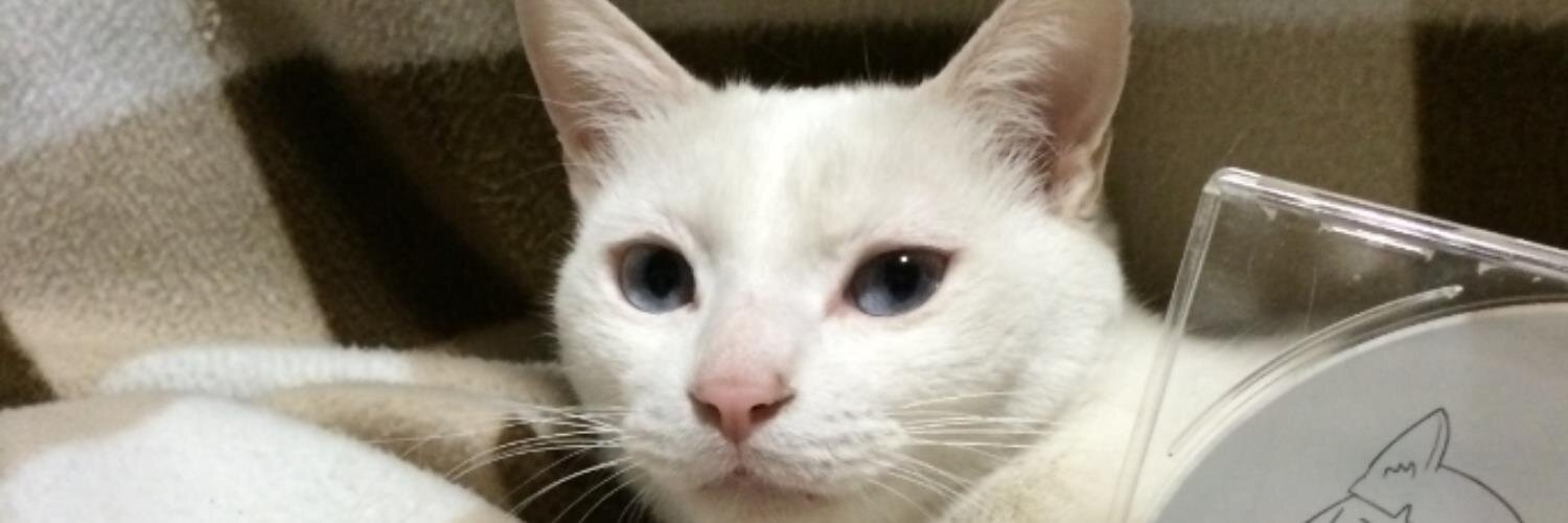 ran_cat's profile banner image