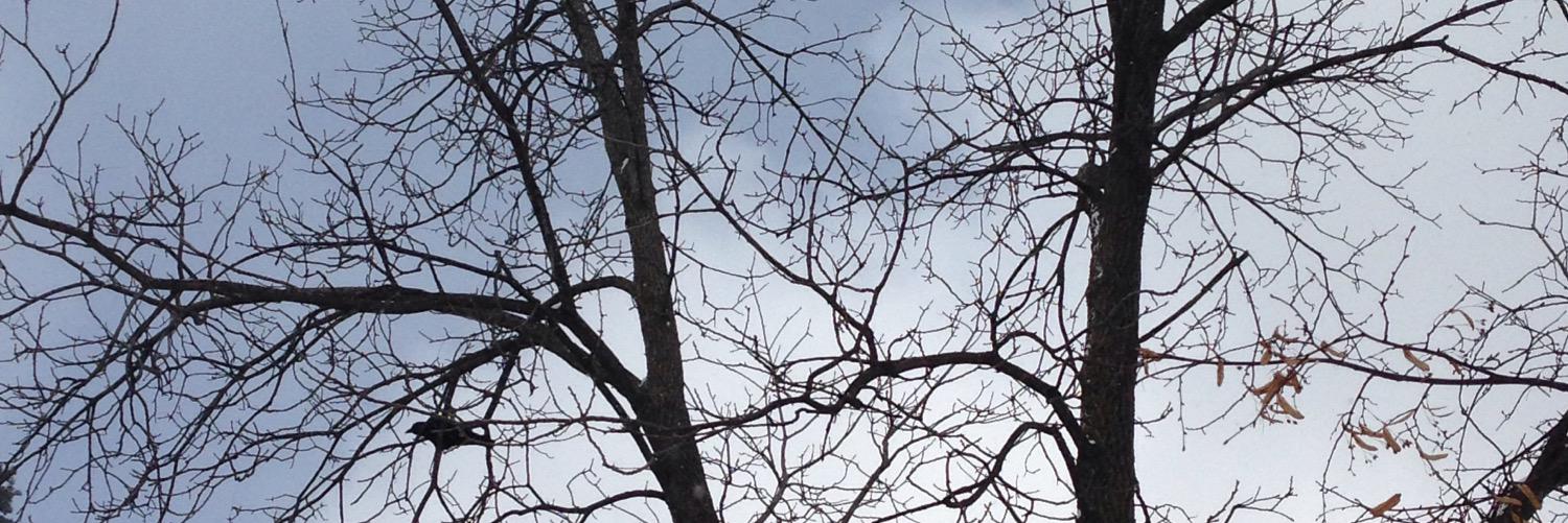 CWCazares's profile banner image