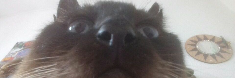 Elan229's profile banner image