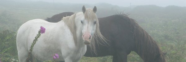 CollettWriter Profile Banner