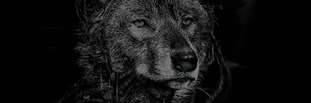 Ali_Parapari's profile banner image
