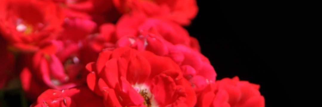 DillionHess's profile banner image