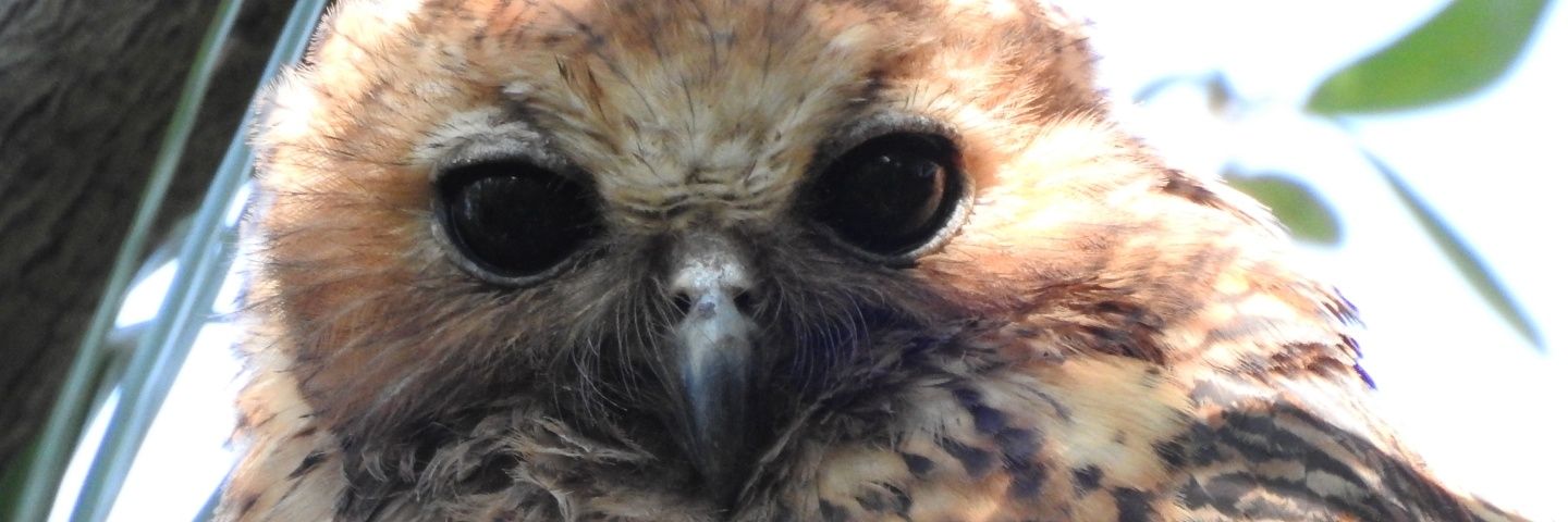 Okavango Delta banner