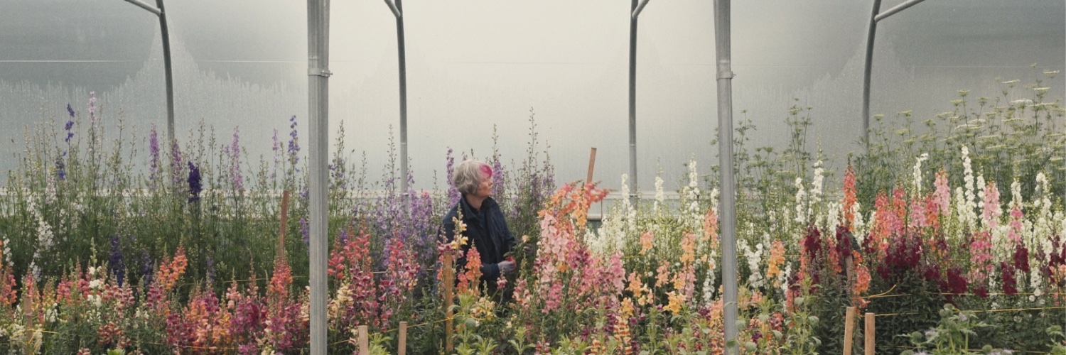Electric Daisy Flower Farm banner