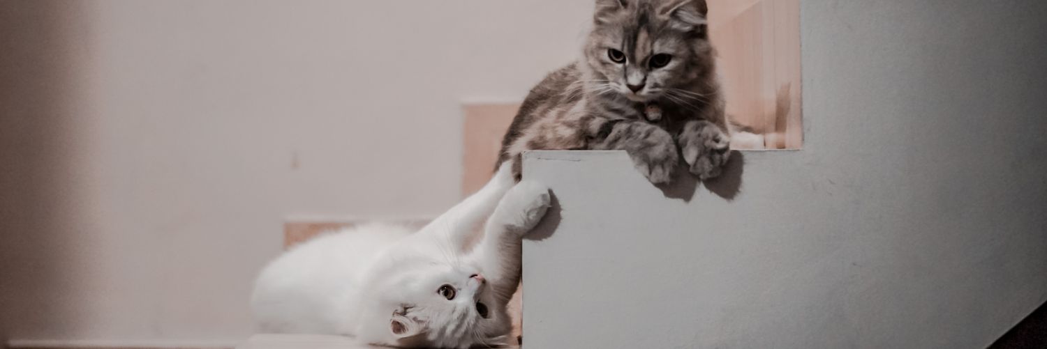 aarrddi's profile banner image