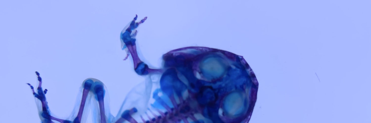 yoake_curtain's profile banner image