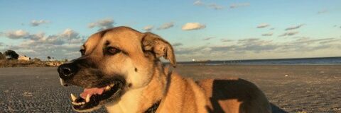 RockSerena's profile banner image