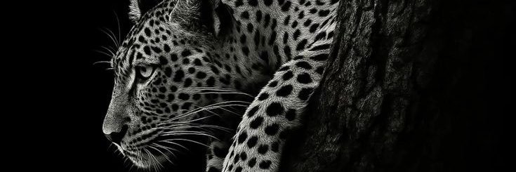 4_4ar's profile banner image