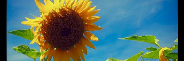 chrisseabee Profile Banner