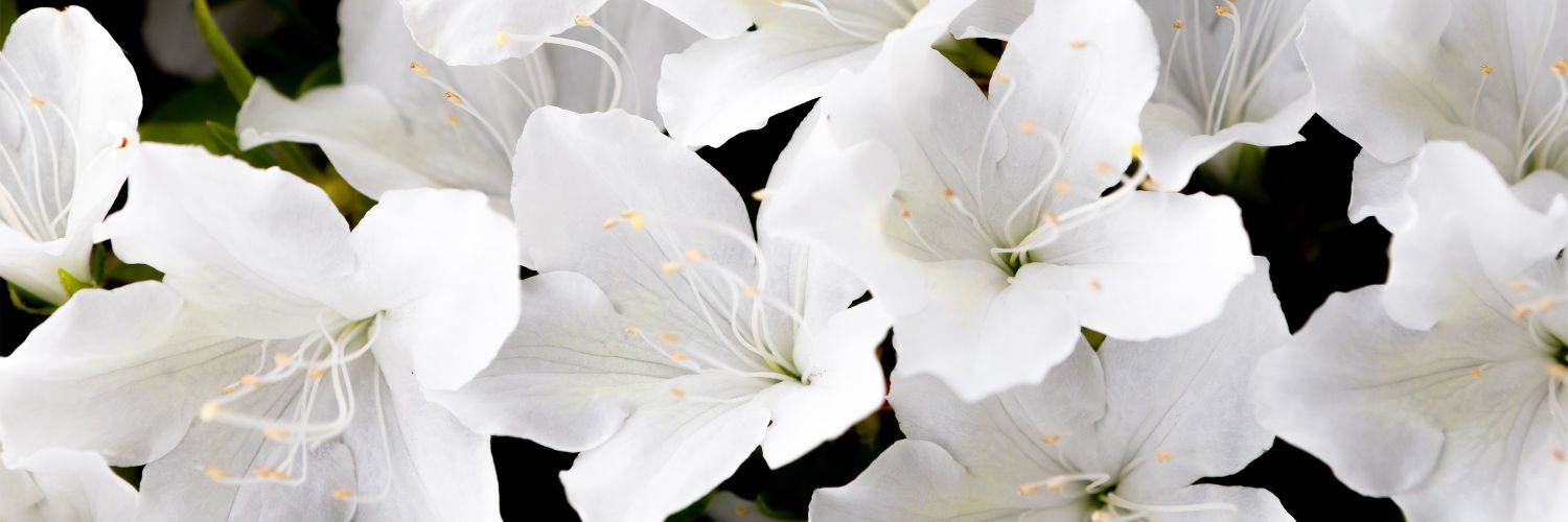 ehdlv's profile banner image