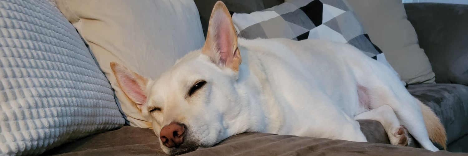 sonnyttn's profile banner image