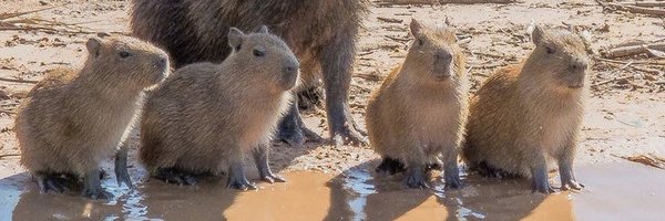 CAPYBARA_MAN Profile Banner