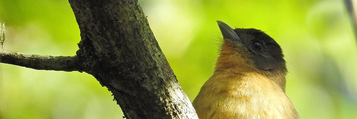 Isadora Fluck banner