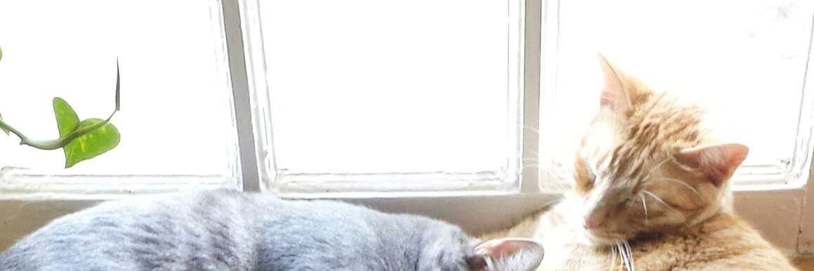 SusanBellokitty's profile banner image