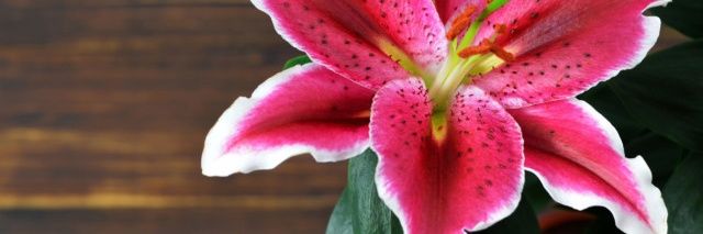 Lily 🌺 banner