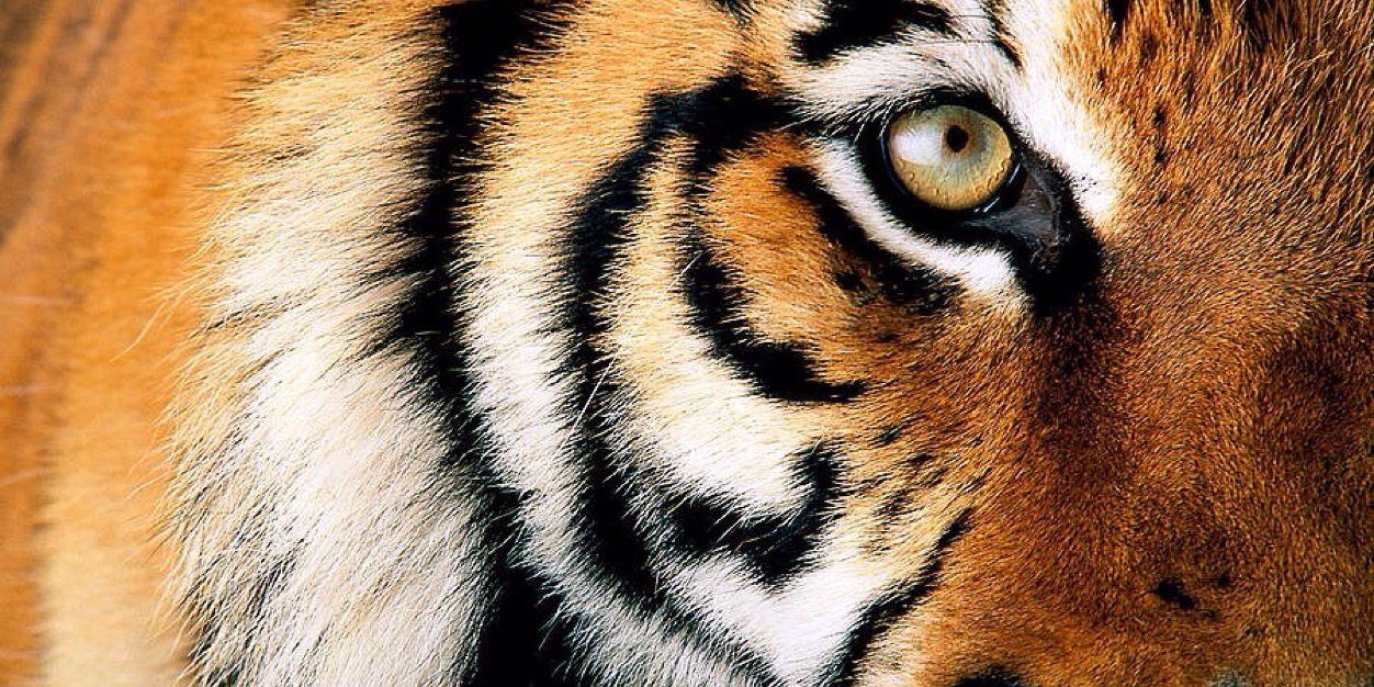 RIT Women's Lacrosse banner