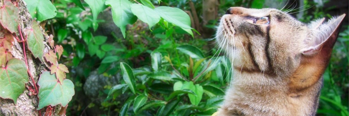 CielBlue77's profile banner image