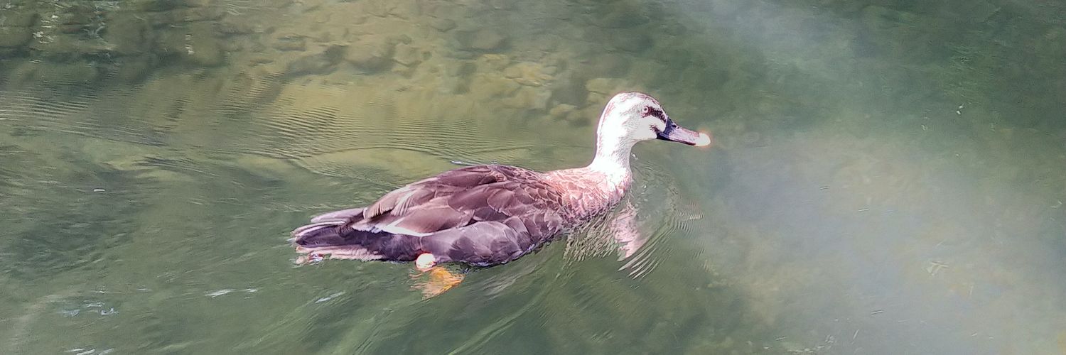 タラス河畔 banner