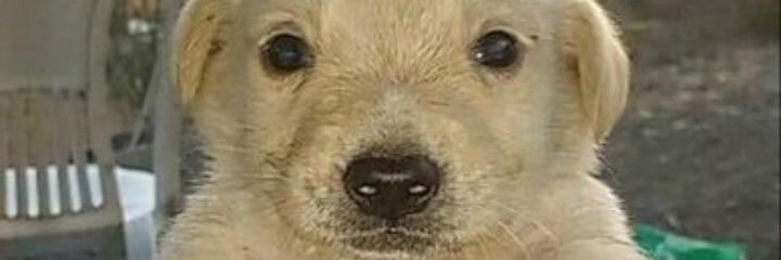 RanDom banner