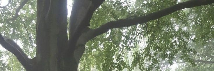 wsjjzm's profile banner image