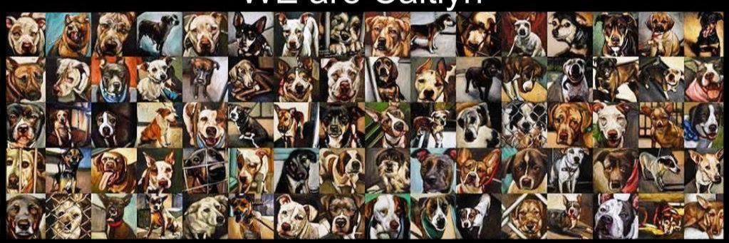 Project Pets SNL banner