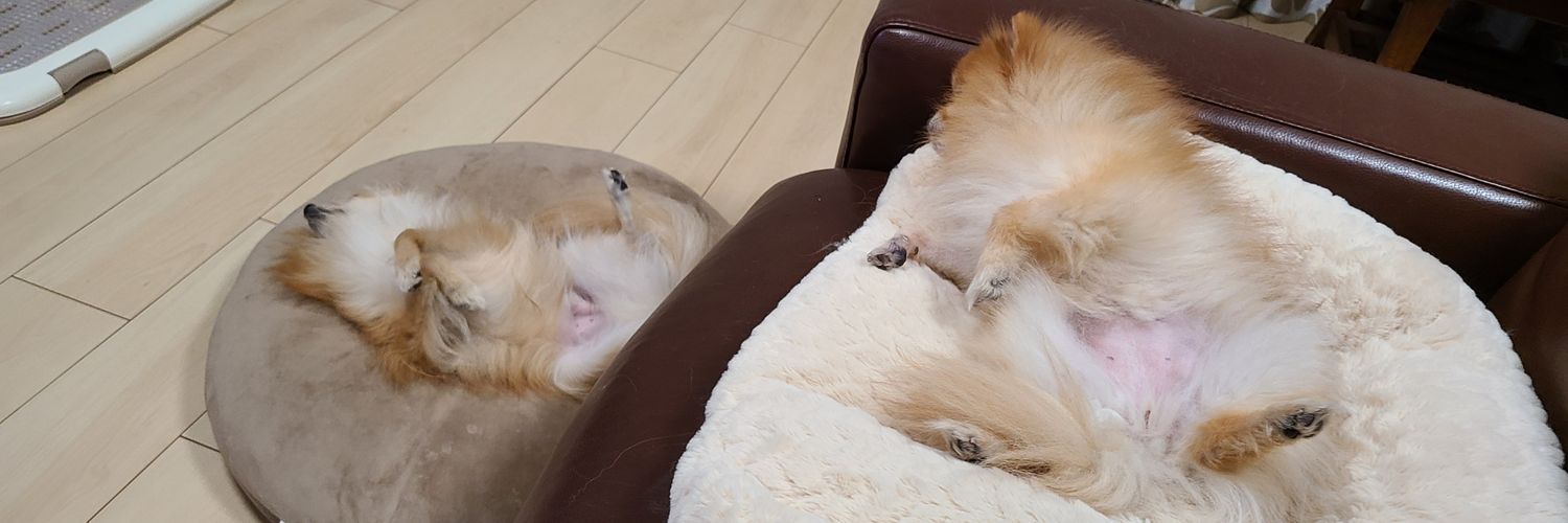 もりぞー🐶ポメラニアンズ (@morizo_dogsblog) / Posts / X