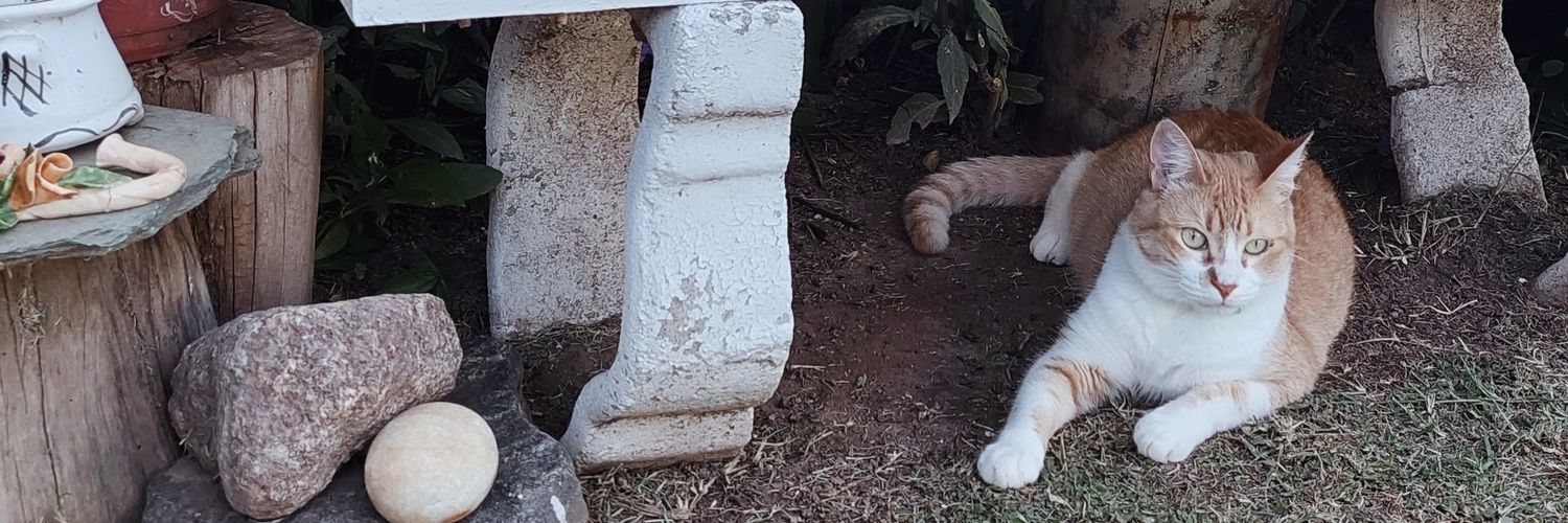 maribelriberi_'s profile banner image