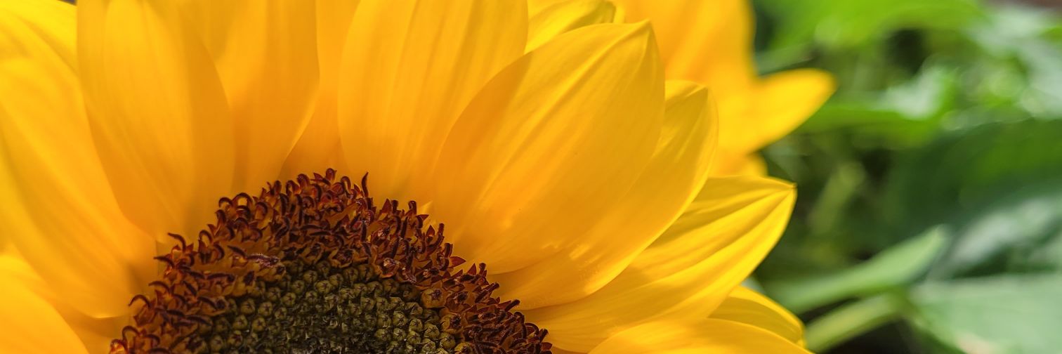 priscilagomms's profile banner image