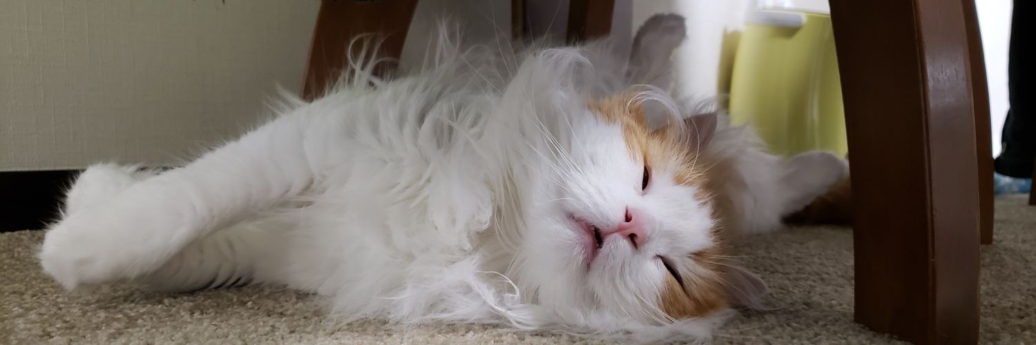 adchm.coみみみ🐈‍⬛にゃん banner