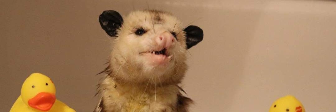 Barbeque roll banner