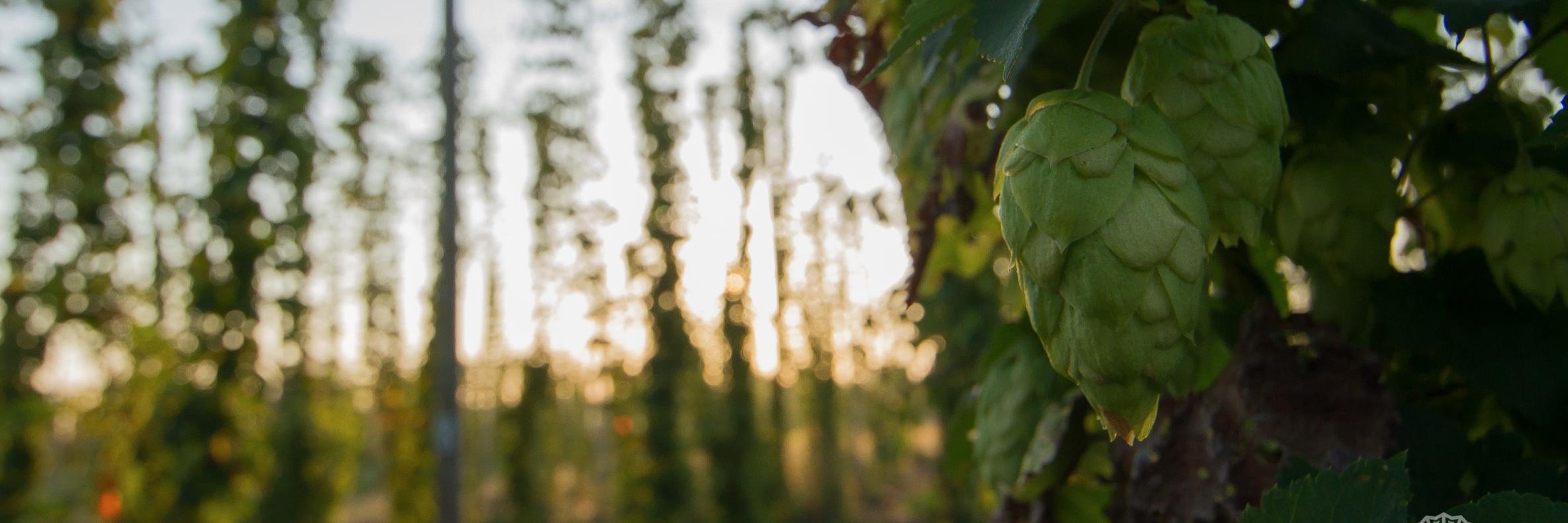 Hopstories's profile banner image