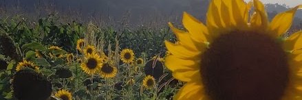 Holley E. Hansen banner