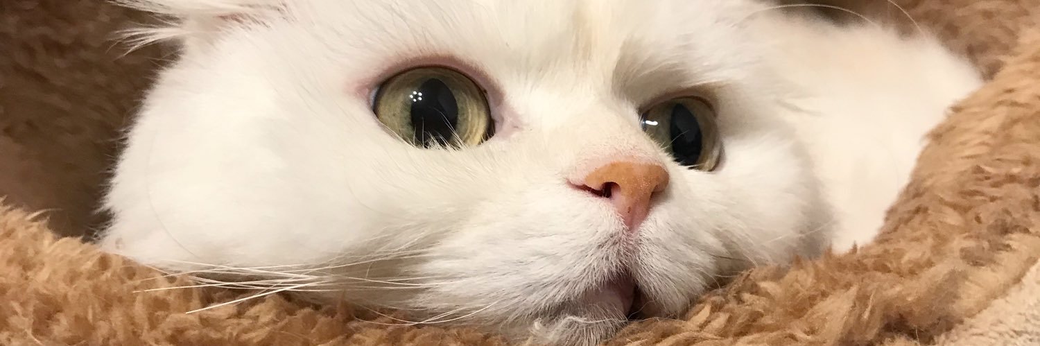 DisonAoson's profile banner image