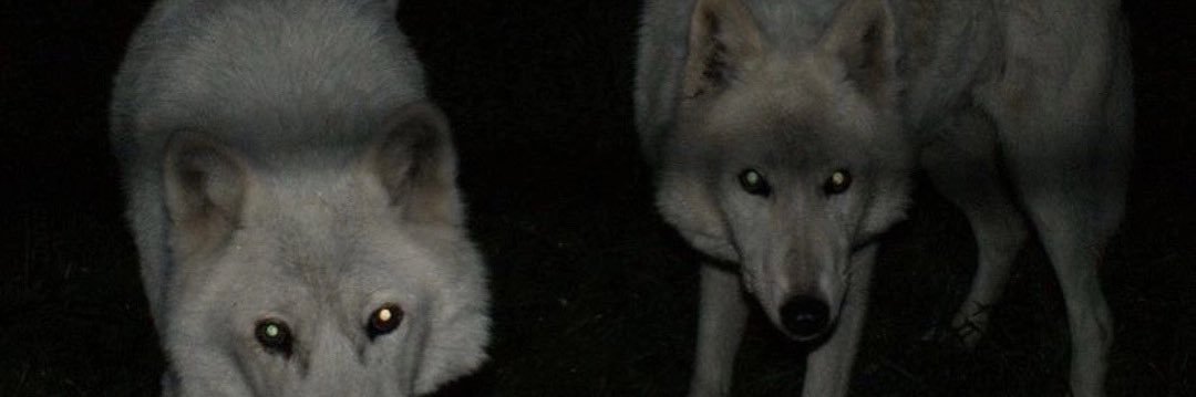 ennrax's profile banner image