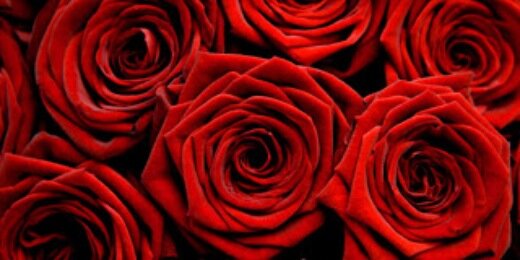 Rosejrp's profile banner image