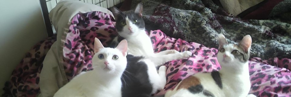 Spooky-Type-K banner