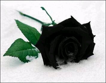 Ardhafarah's profile banner image